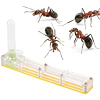 Pssopp Hormigas Acrílico Hormigas Cría Casa Nido Formicario Caja Exhibición Transparente Ant Ant Alimentación Vivir Nido…